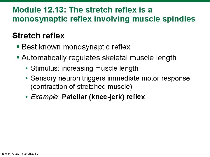 Module 12. 13: The stretch reflex is a monosynaptic reflex involving muscle spindles Stretch