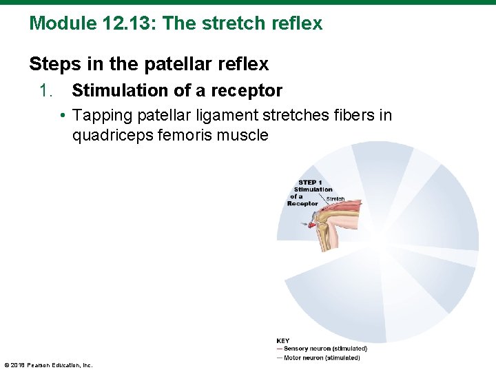 Module 12. 13: The stretch reflex Steps in the patellar reflex 1. Stimulation of
