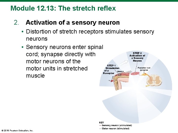 Module 12. 13: The stretch reflex 2. Activation of a sensory neuron • Distortion