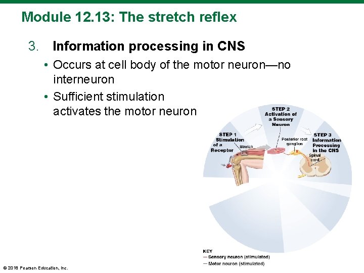 Module 12. 13: The stretch reflex 3. Information processing in CNS • Occurs at