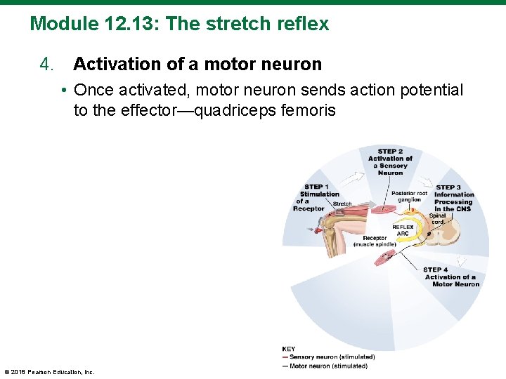 Module 12. 13: The stretch reflex 4. Activation of a motor neuron • Once