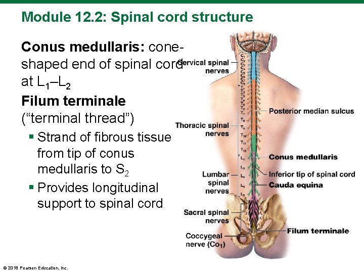 Module 12. 2: Spinal cord structure Conus medullaris: coneshaped end of spinal cord at