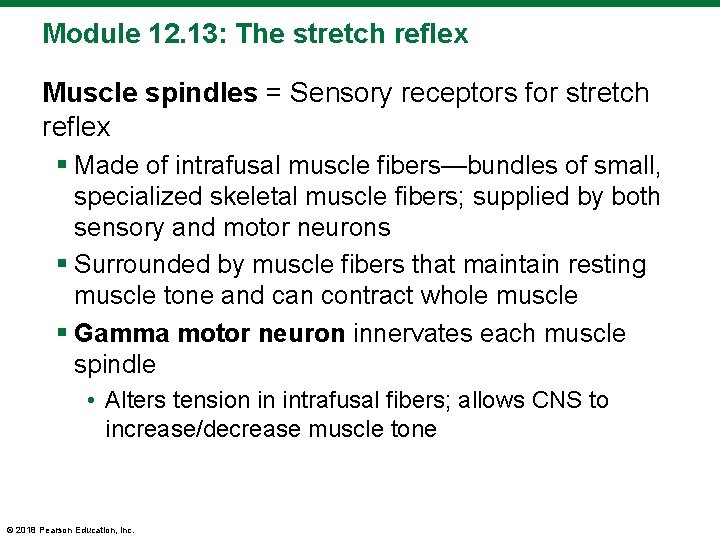 Module 12. 13: The stretch reflex Muscle spindles = Sensory receptors for stretch reflex