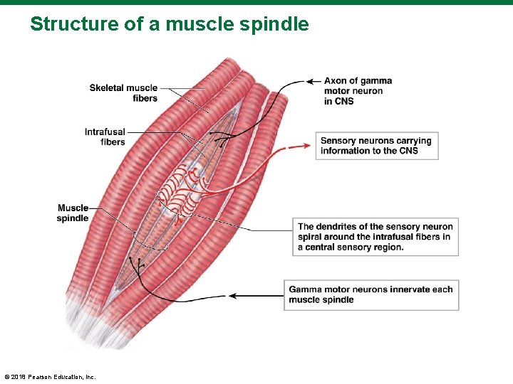 Structure of a muscle spindle © 2018 Pearson Education, Inc. 