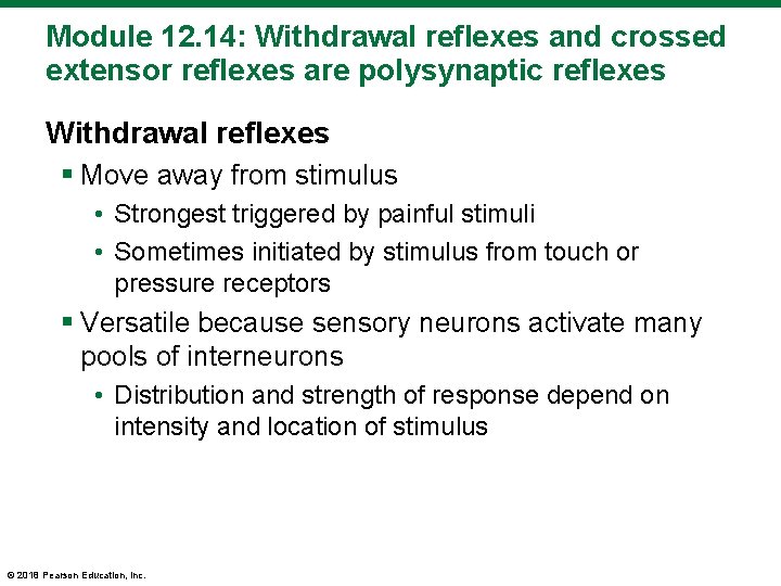 Module 12. 14: Withdrawal reflexes and crossed extensor reflexes are polysynaptic reflexes Withdrawal reflexes