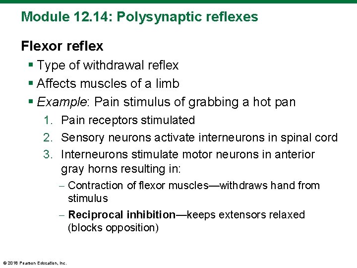 Module 12. 14: Polysynaptic reflexes Flexor reflex § Type of withdrawal reflex § Affects