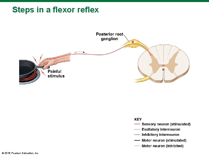 Steps in a flexor reflex © 2018 Pearson Education, Inc. 