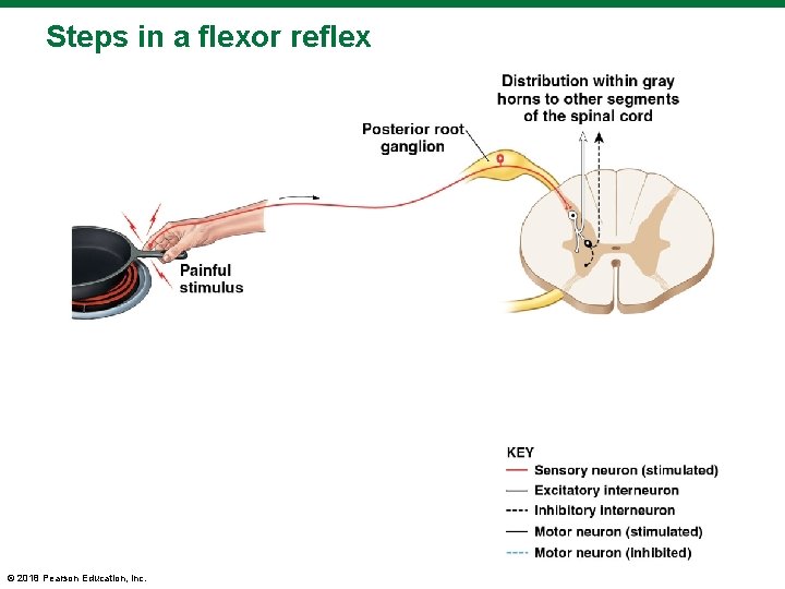 Steps in a flexor reflex © 2018 Pearson Education, Inc. 