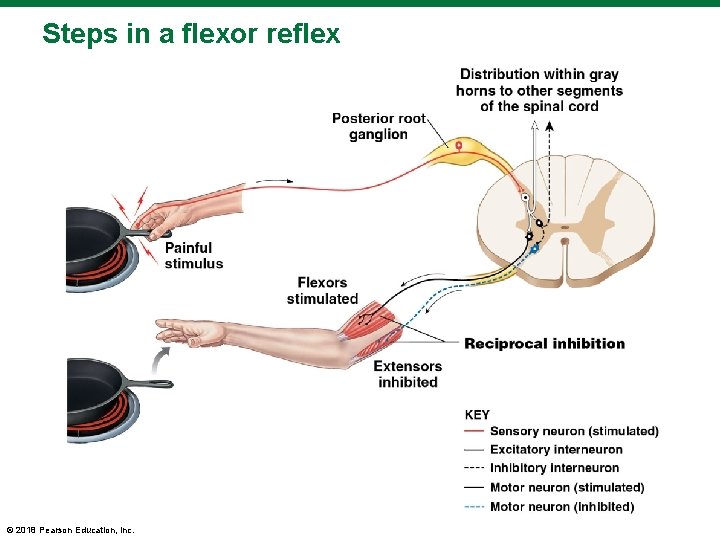 Steps in a flexor reflex © 2018 Pearson Education, Inc. 