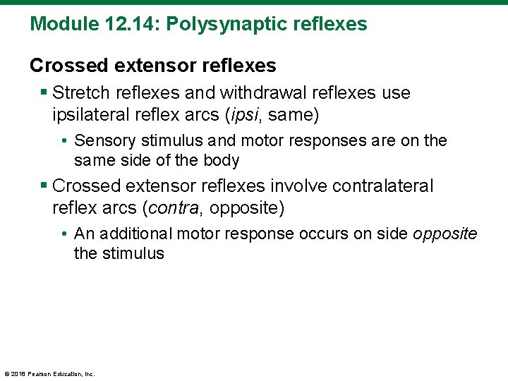 Module 12. 14: Polysynaptic reflexes Crossed extensor reflexes § Stretch reflexes and withdrawal reflexes