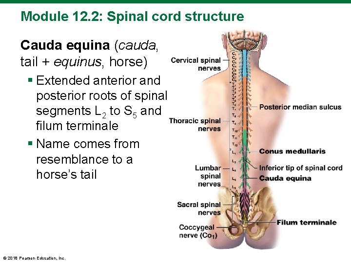 Module 12. 2: Spinal cord structure Cauda equina (cauda, tail + equinus, horse) §