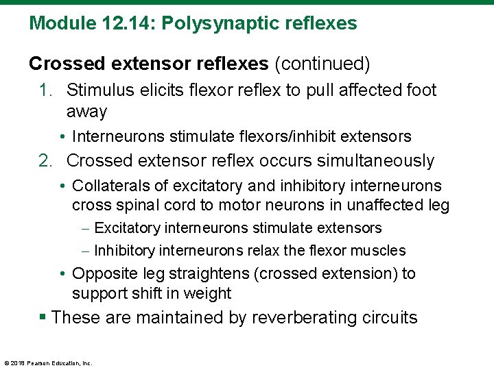 Module 12. 14: Polysynaptic reflexes Crossed extensor reflexes (continued) 1. Stimulus elicits flexor reflex