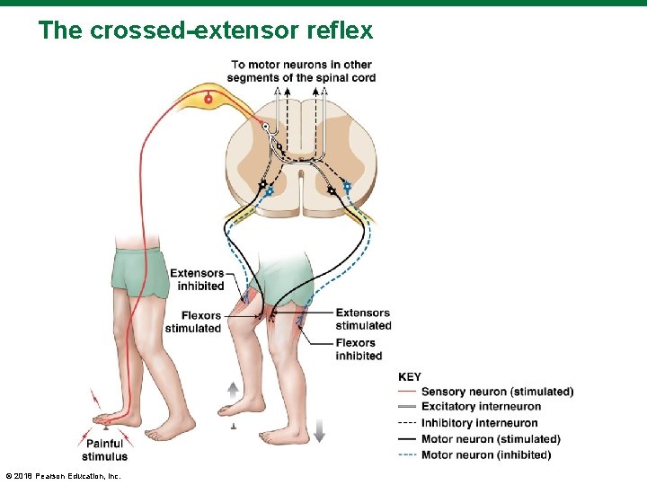 The crossed-extensor reflex © 2018 Pearson Education, Inc. 