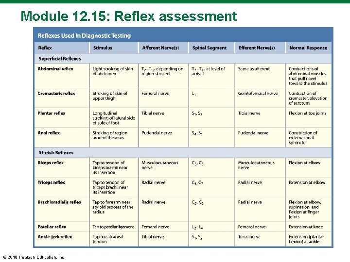 Module 12. 15: Reflex assessment © 2018 Pearson Education, Inc. 