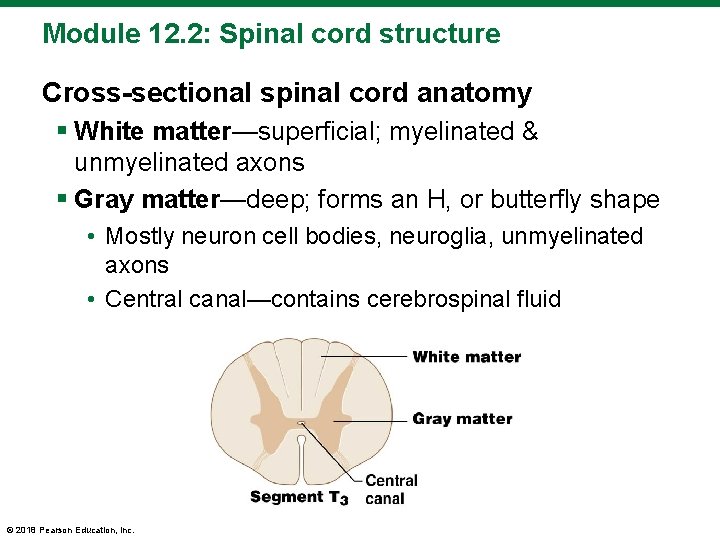 Module 12. 2: Spinal cord structure Cross-sectional spinal cord anatomy § White matter—superficial; myelinated