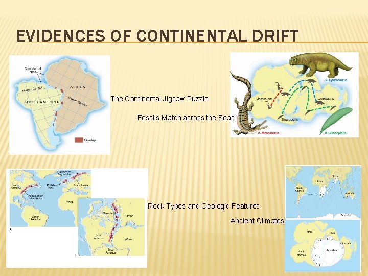 EVIDENCES OF CONTINENTAL DRIFT The Continental Jigsaw Puzzle Fossils Match across the Seas Rock