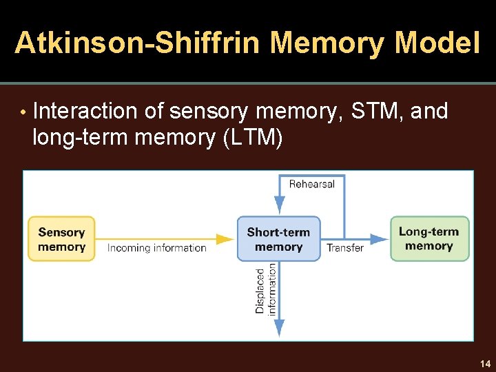 Atkinson-Shiffrin Memory Model • Interaction of sensory memory, STM, and long-term memory (LTM) 14