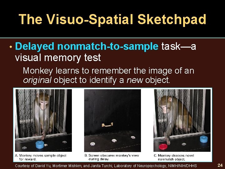 The Visuo-Spatial Sketchpad • Delayed nonmatch-to-sample task—a visual memory test Monkey learns to remember