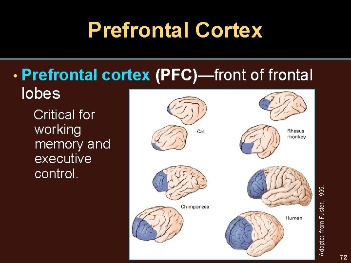 Prefrontal Cortex Prefrontal cortex (PFC)—front of frontal lobes Critical for working memory and executive