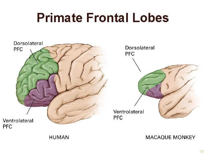 Primate Frontal Lobes 75 