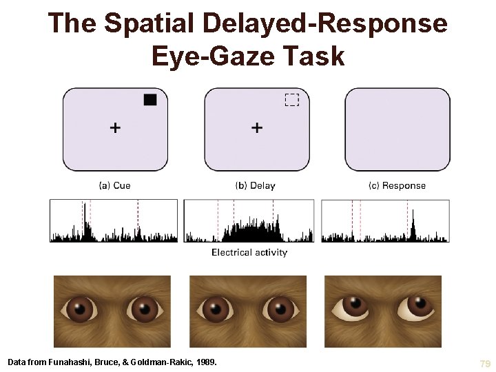 The Spatial Delayed-Response Eye-Gaze Task Data from Funahashi, Bruce, & Goldman-Rakic, 1989. 79 