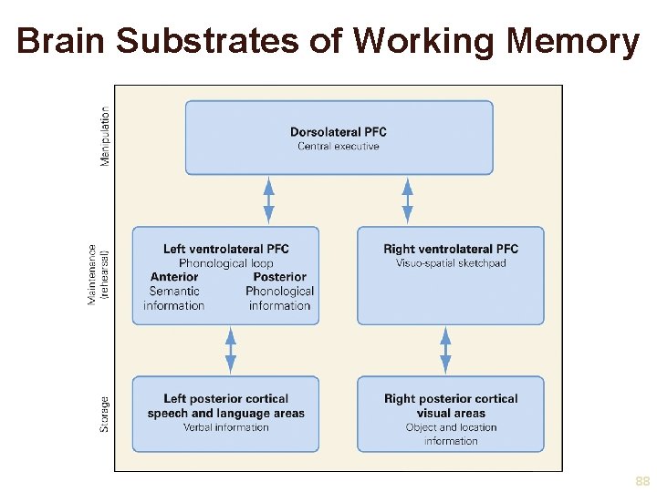 Brain Substrates of Working Memory 88 