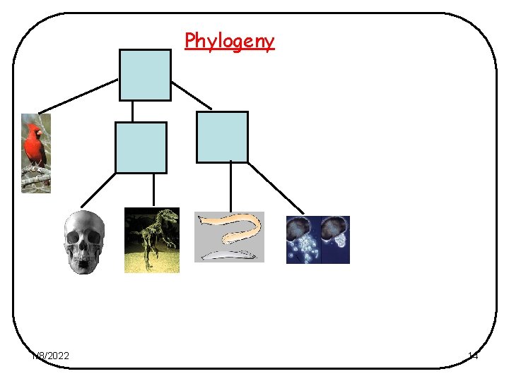 Phylogeny 1/8/2022 14 