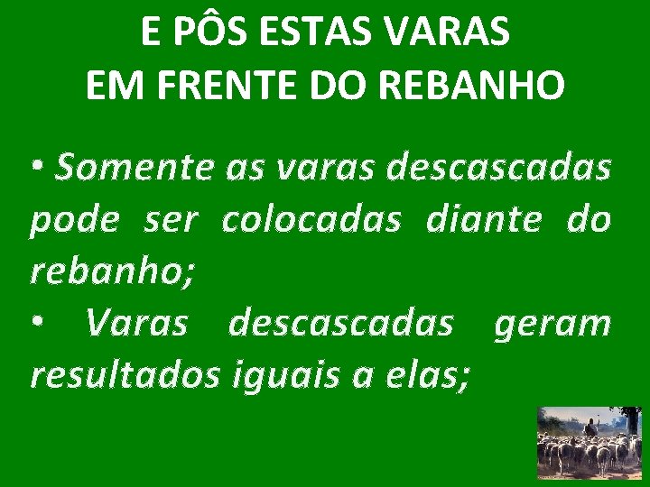 E PÔS ESTAS VARAS EM FRENTE DO REBANHO • Somente as varas descascadas pode
