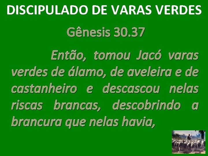 DISCIPULADO DE VARAS VERDES Gênesis 30. 37 Então, tomou Jacó varas verdes de álamo,