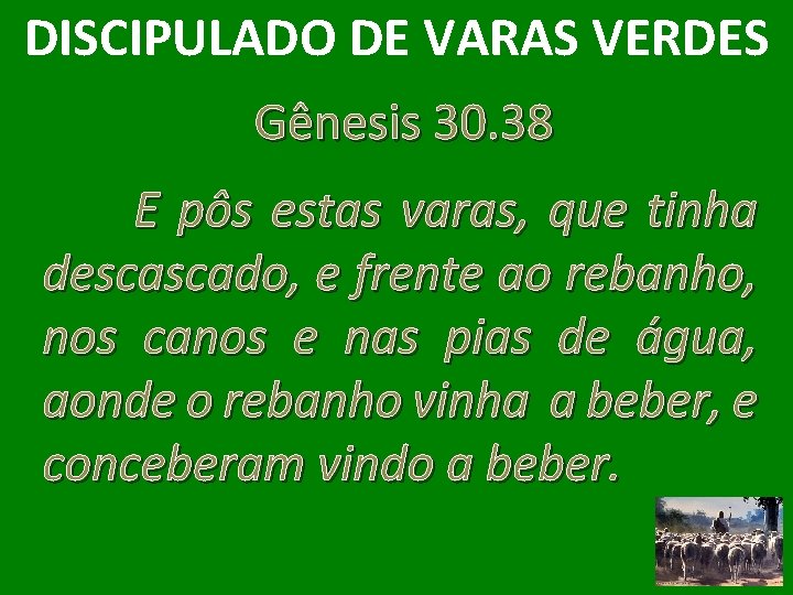 DISCIPULADO DE VARAS VERDES Gênesis 30. 38 E pôs estas varas, que tinha descascado,