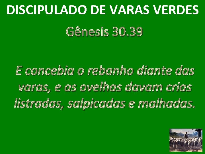 DISCIPULADO DE VARAS VERDES Gênesis 30. 39 E concebia o rebanho diante das varas,