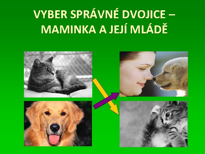 VYBER SPRÁVNÉ DVOJICE – MAMINKA A JEJÍ MLÁDĚ 