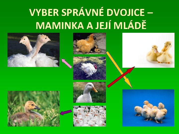 VYBER SPRÁVNÉ DVOJICE – MAMINKA A JEJÍ MLÁDĚ 