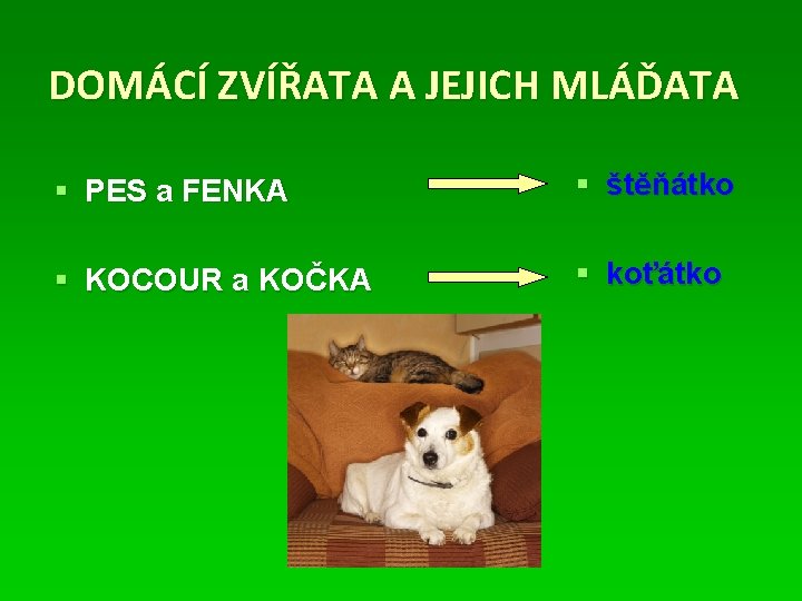 DOMÁCÍ ZVÍŘATA A JEJICH MLÁĎATA § PES a FENKA § štěňátko § KOCOUR a