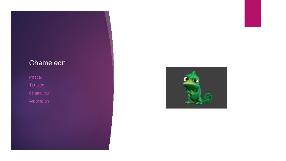 Chameleon Pascal Tangled Chameleon Amphibian 