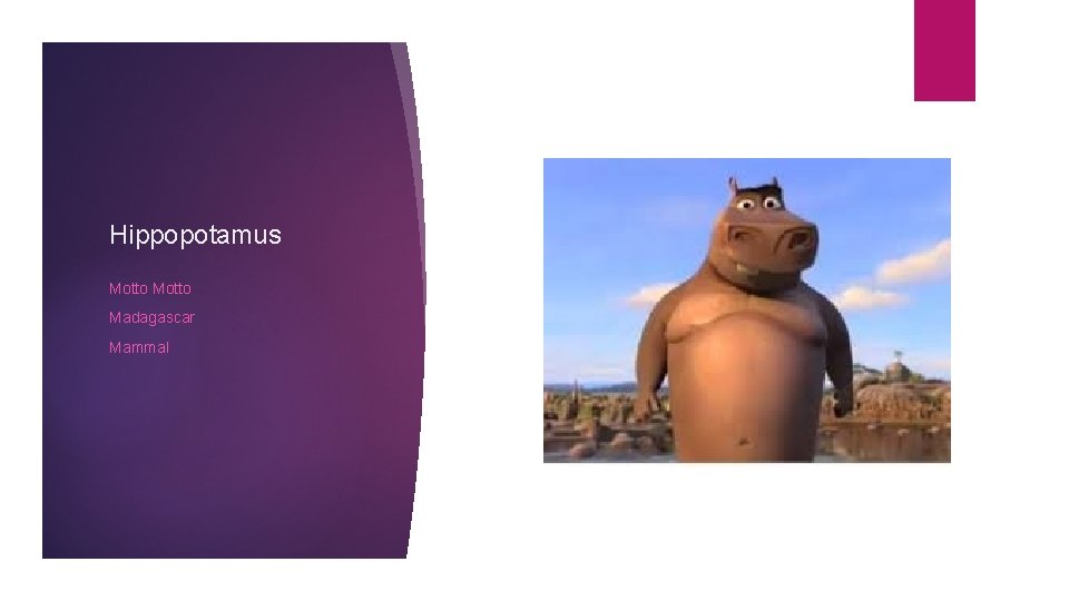 Hippopotamus Motto Madagascar Mammal 