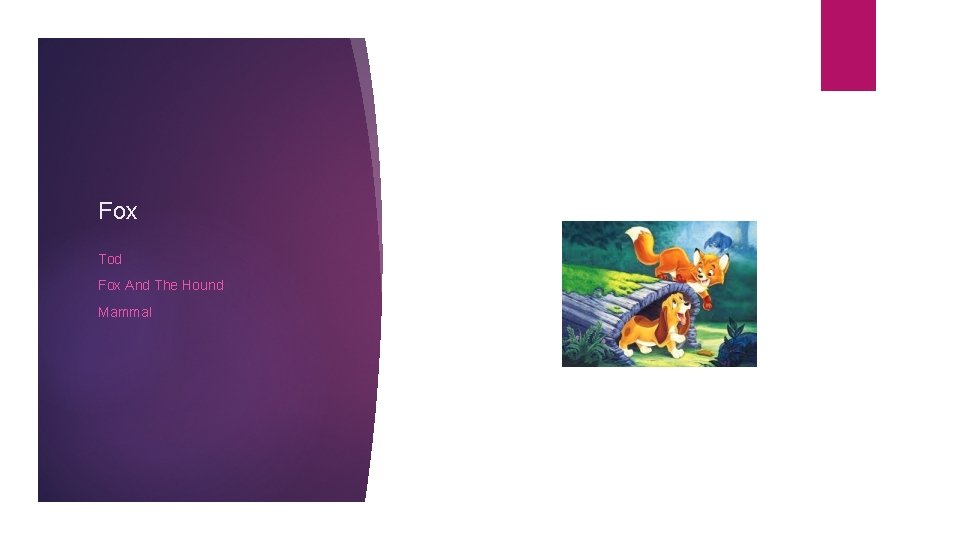 Fox Tod Fox And The Hound Mammal 