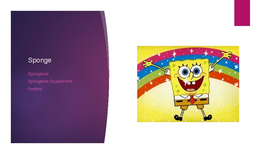 Spongebob Square. Pants Porifera 