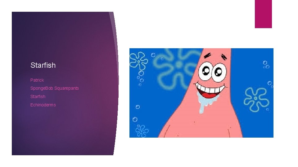 Starfish Patrick Sponge. Bob Squarepants Starfish Echinoderms 