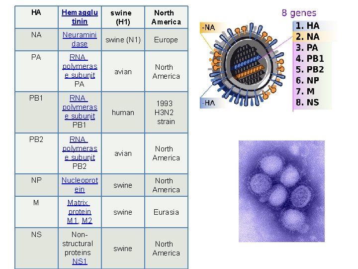 HA Hemagglu tinin swine (H 1) North America NA Neuramini dase swine (N 1)