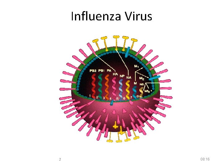 Influenza Virus 2 08: 16 