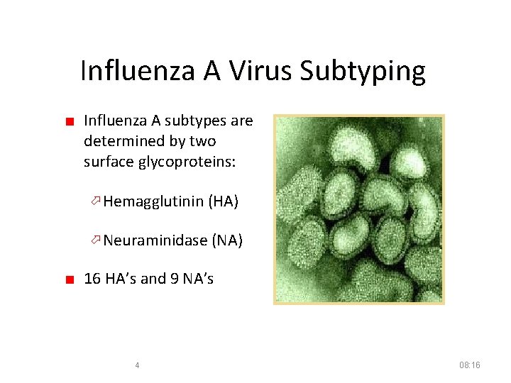 Influenza A Virus Subtyping ■ Influenza A subtypes are determined by two surface glycoproteins: