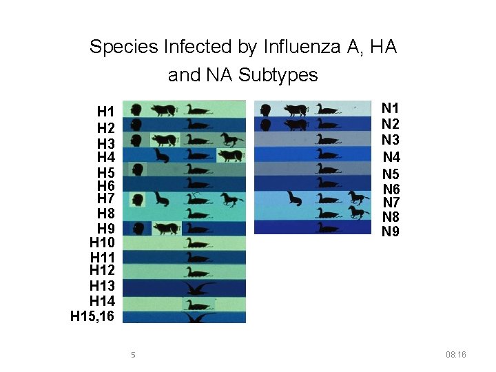 Species Infected by Influenza A, HA and NA Subtypes N 1 N 2 N