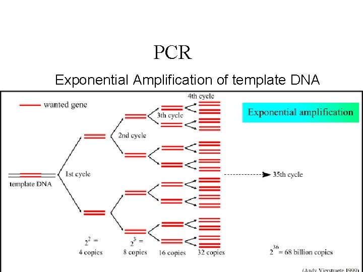 PCR Exponential Amplification of template DNA 59 ﺩﻭﺭ ﻣﺨﺎﺑﺮ ﺍﻟﺼﺤﺔ ﺍﻟﻌﺎﻣﺔ 6/7/2021 8: 18