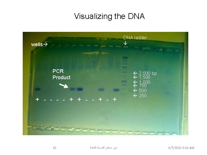Visualizing the DNA ladder wells PCR Product + - - + 2, 000 bp