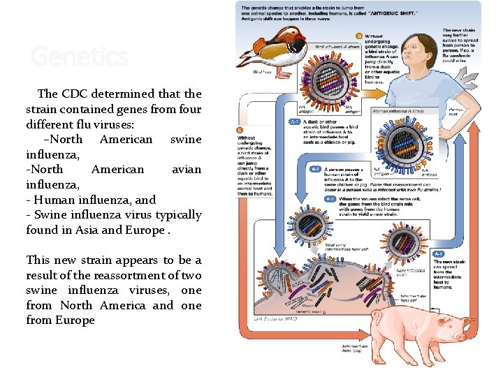 Genetics The CDC determined that the strain contained genes from four different flu viruses: