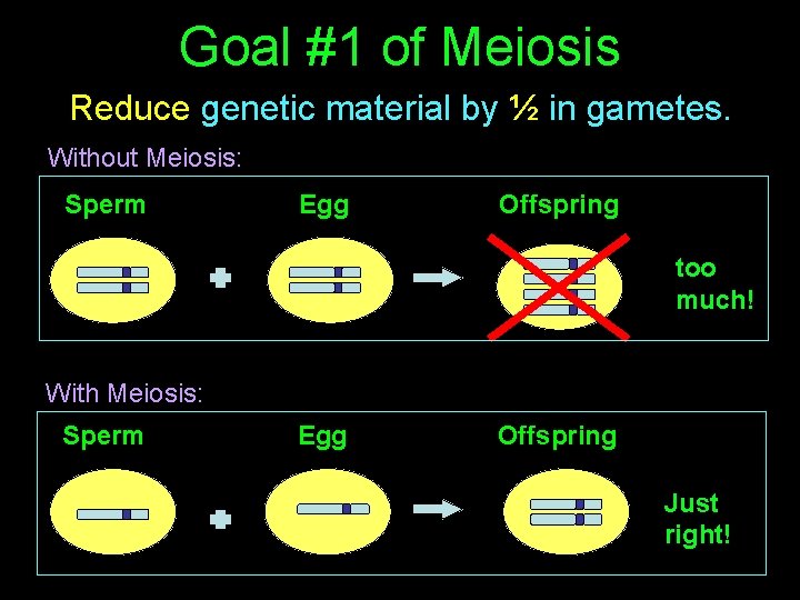 Goal #1 of Meiosis Reduce genetic material by ½ in gametes. Without Meiosis: Sperm