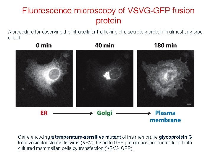 Fluorescence microscopy of VSVG-GFP fusion protein A procedure for observing the intracellular trafficking of