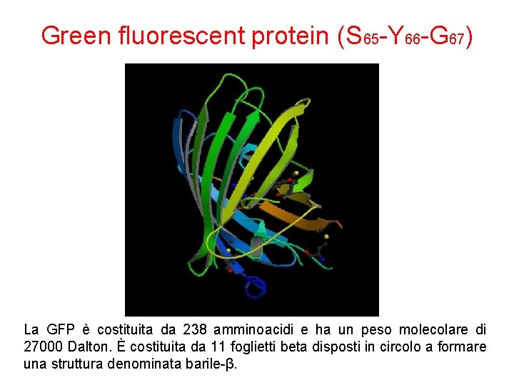 Green fluorescent protein (S 65 -Y 66 -G 67) La GFP è costituita da