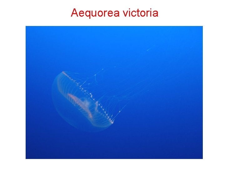 Aequorea victoria 